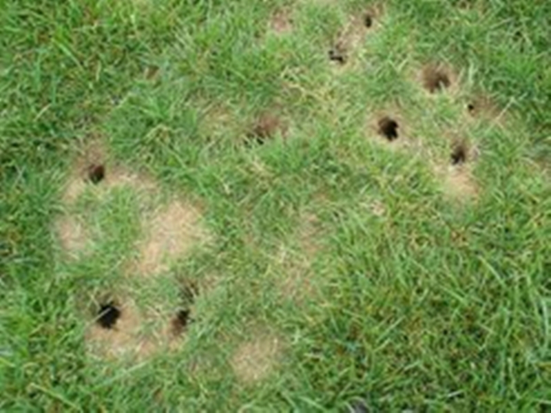 How To Get Rid Of Voles