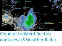 https://sciencythoughts.blogspot.com/2019/06/cloud-of-ladybird-beetles-confuese-us.html