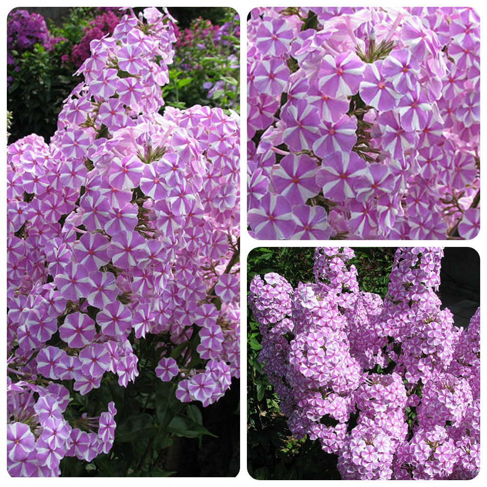 Флокс метельчатый в сортах (Phlox paniculata в сортах) - ИЛЬБОСКО