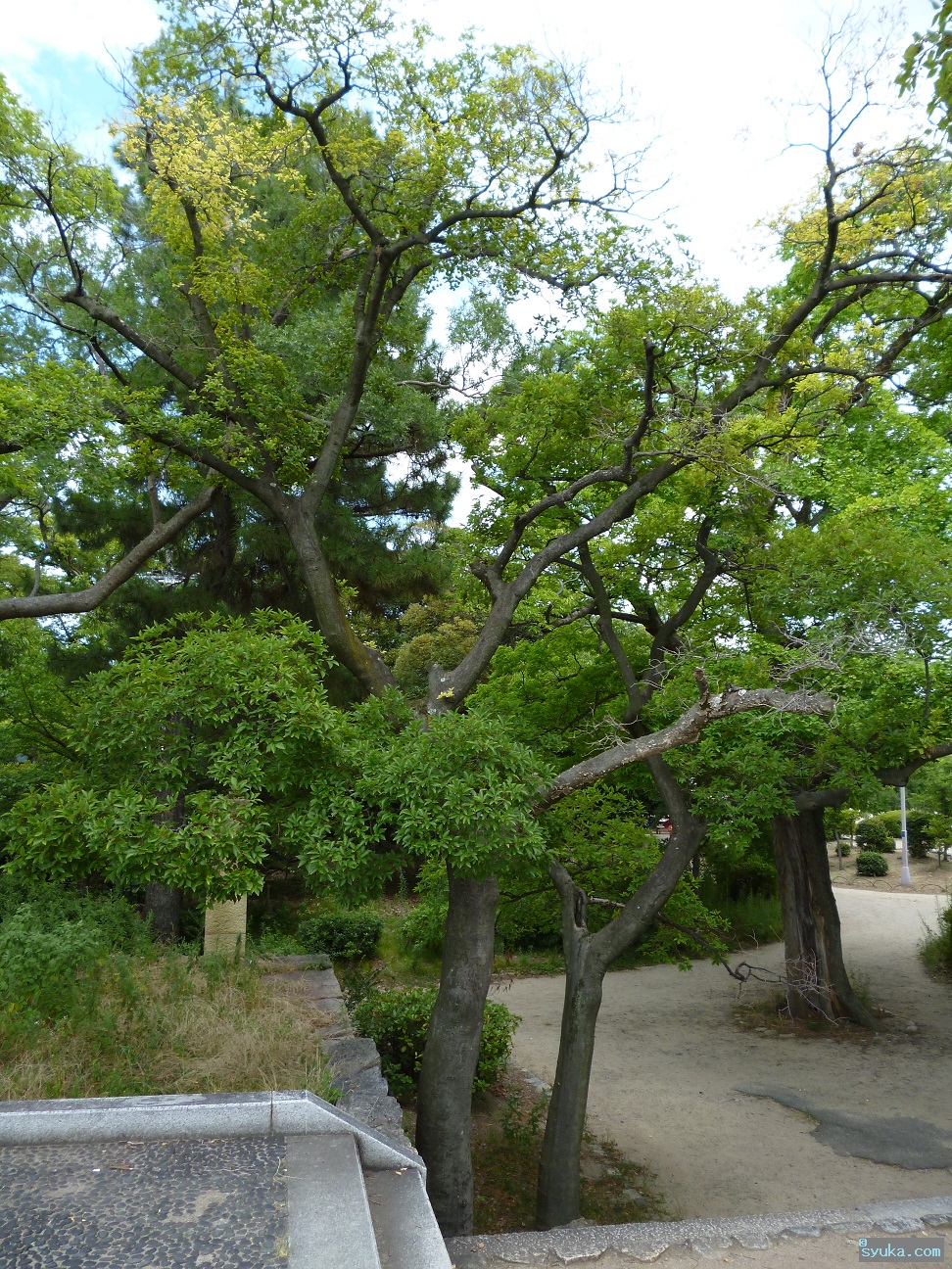 エノキの木