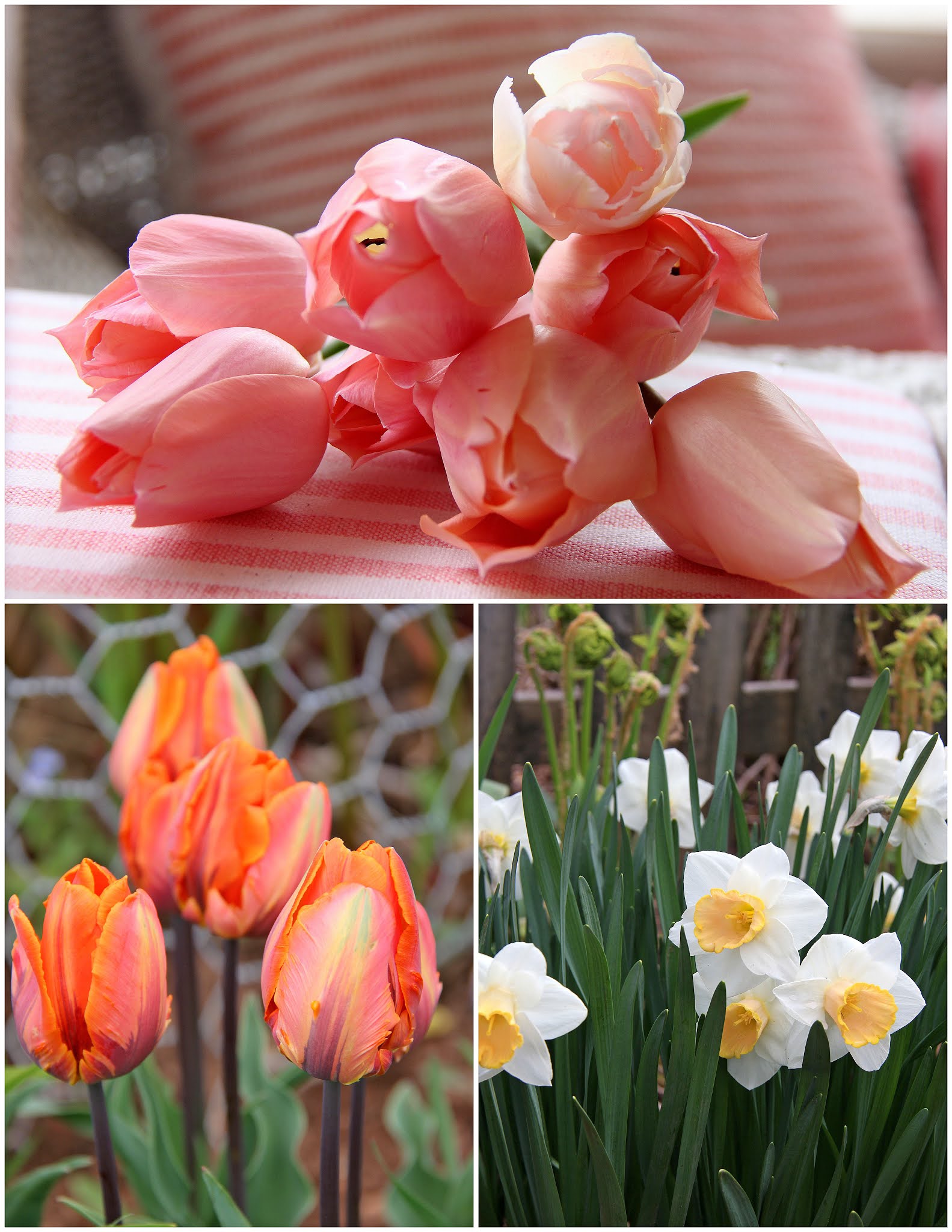 Aiken House & Gardens: Spring Color in our Garden