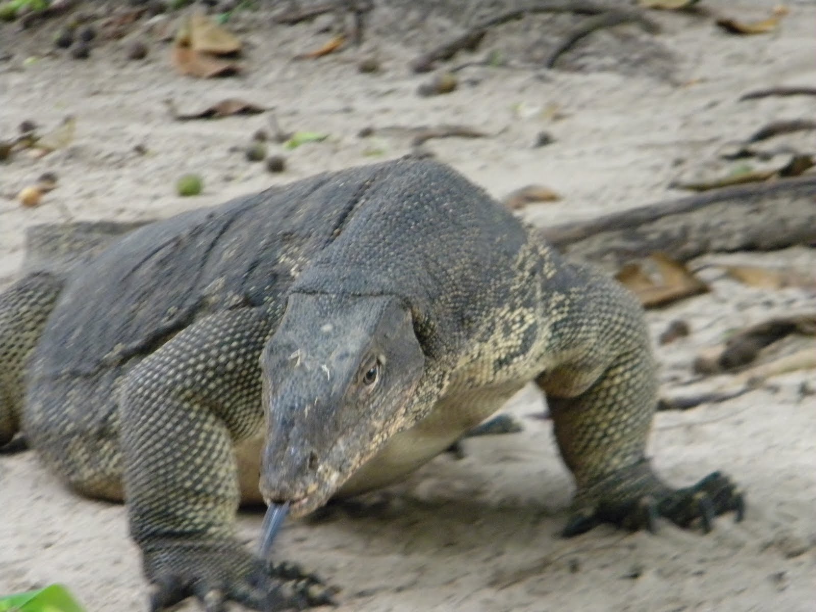 Our New Territories Monitor Lizards in Borneo