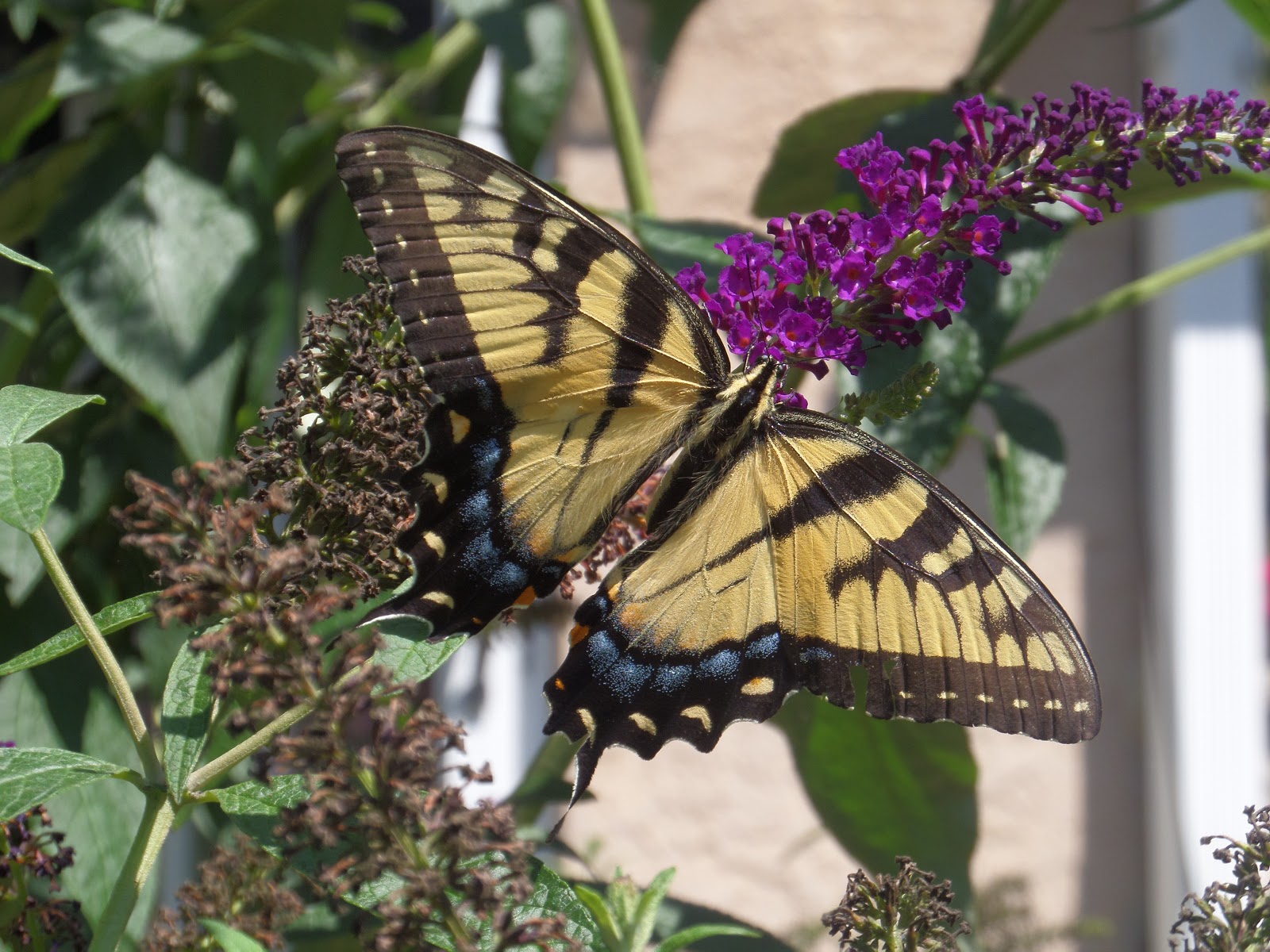 Butterfly Bush Velvet