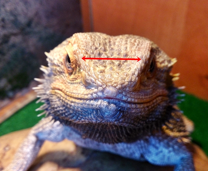 Bearded Dragon Care: Bearded Dragon Health and Diseases Page 2