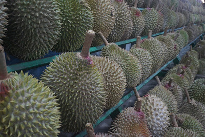 Peluang Usaha Budidaya Durian
