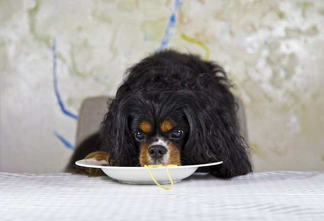 Can Dogs Eat Spaghetti? Is Spaghetti Good For Dogs To Eat?