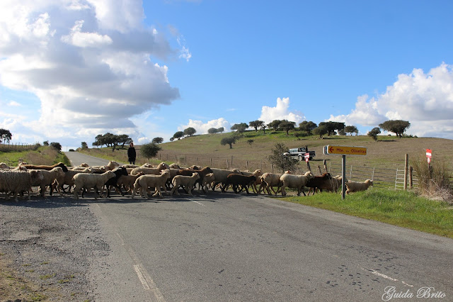 Ovelhas atravessam a estrada