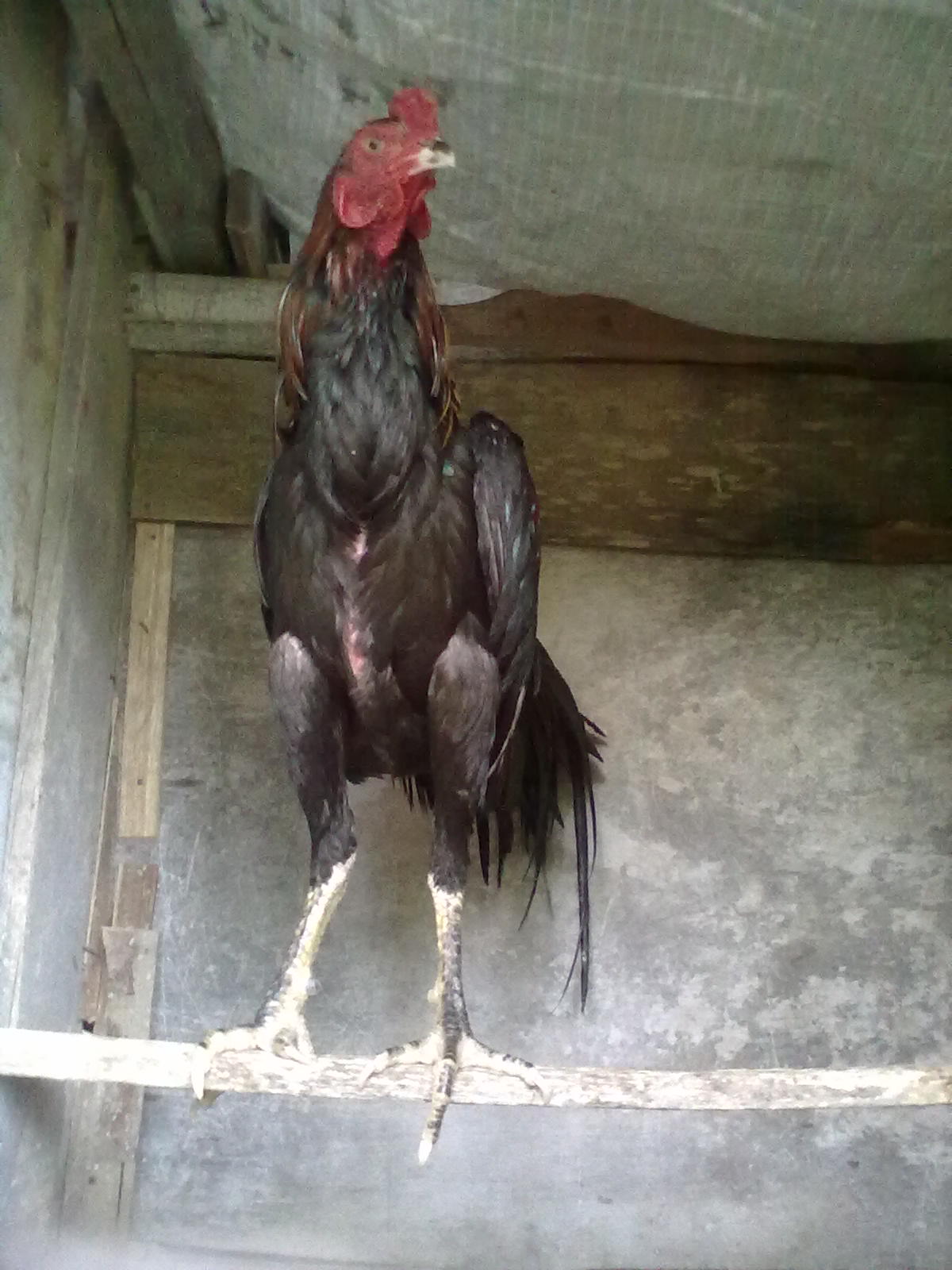 ACEH: Ayam Jago
