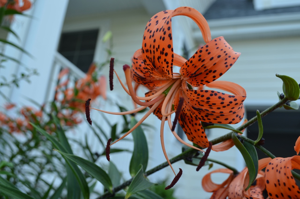 Westie Julep Tiger Lily, Sunflower & Eastern King Bird