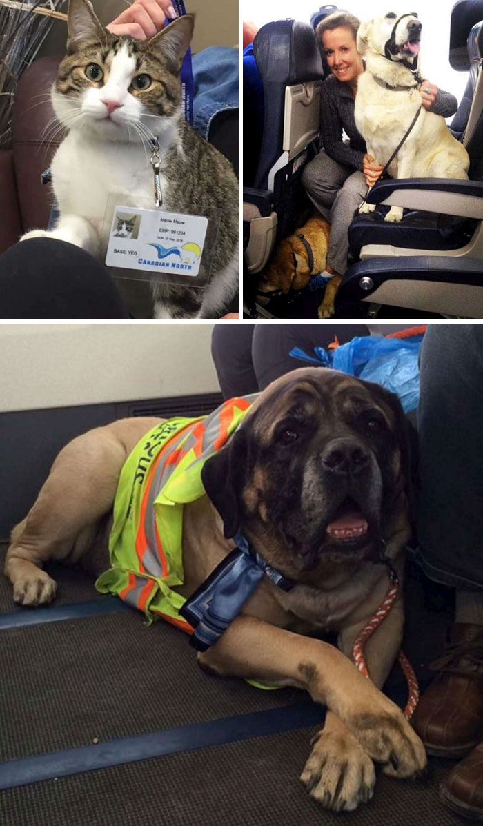 40 Times 2016 Restored Our Faith In Humanity - Airlines Break Their Own Rules And Let People Fly With Their Pets In The Cabin So Pets Can Escape Fires