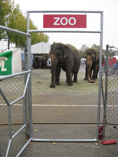 Les éléphants dans le zoo du cirque Knie 