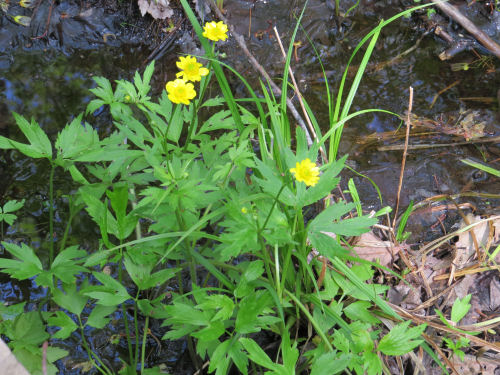 swamp buttercup