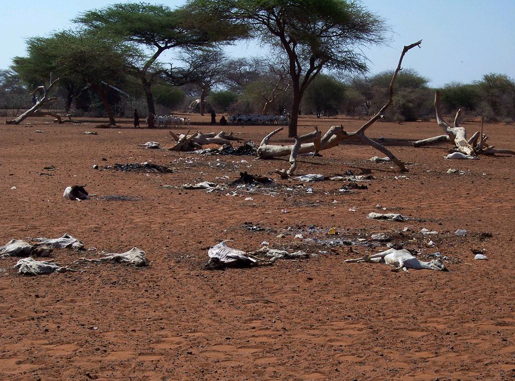 Проблемы восточной африки. Восточная Африка засуха. Опустынивание Северной Африки. Засуха в Индии 2012. Земля Африка.