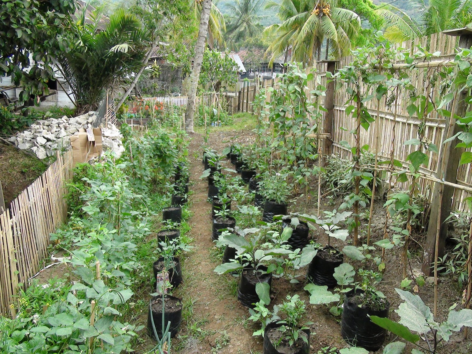 Budidaya dan Agronimis Pertanian: Optimalisasi Pemanfaatan Lahan Pekarangan