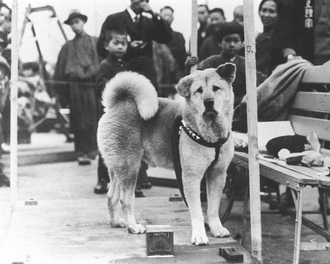 Review movie Hachiko, kisah anjing setia yang menunggu tuannya yang dah