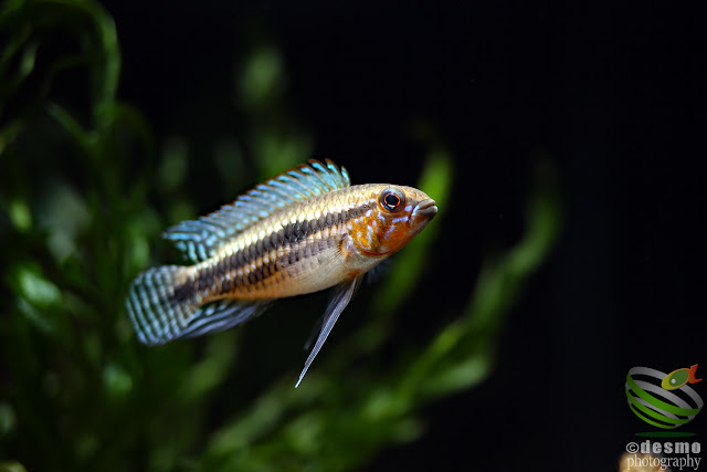 Apistogramma sp. miua