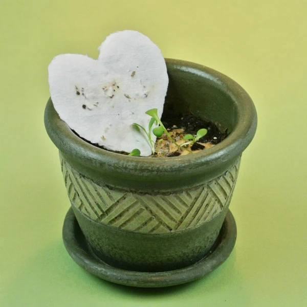 ceramic flower pot with seed paper heart placed on soil from which a few seedlings have sprouted