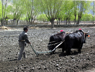 Yaklar, Tibet'te tarla sürmek için yaygın olarak kullanılır.