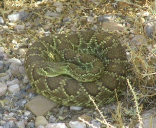Mojave Rattlesnake Mojave Rattlesnake