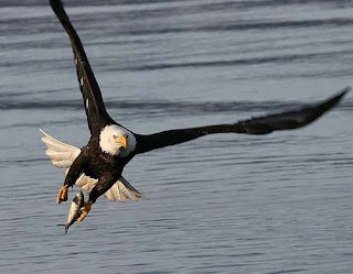The Prey and Feeding Habits of Eagle