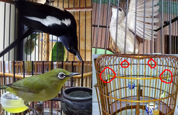 Cara Ampuh Menyembuhkan Burung Salto Kumpulterbaru