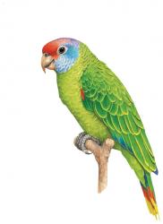 Papagaio-de-Cara-Roxa (Amazona brasiliensis)