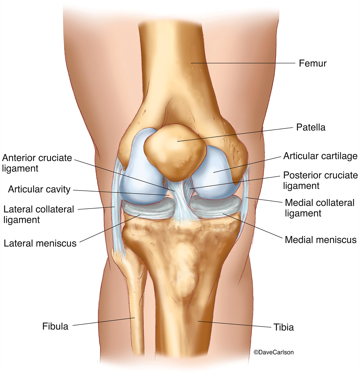 Строение колена у человека. Связочный аппарат коленного сустава анатомия. Knee Joint Anatomy. Коленный сустав анатомия строение. Коленный сустав анатомия 3d.