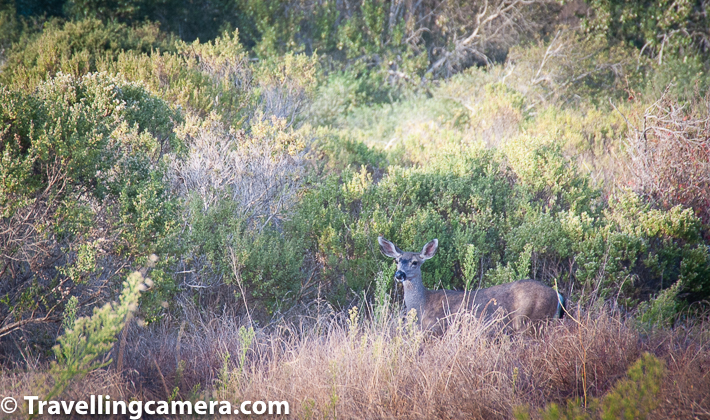 After spending some time around Bixby Creek Bridge, we headed to Andrew Molera State Park. The parking was free on that day. We parked our car and started walking towards the beach. On the way, we met lot of birds from California, which I failed to capture. Above photograph shows a deer we saw inside Andrew Molera State Park. It was pretty close and curious.     Related Blogpost - A visit to Santana Row and Winchester Mystery House, California
