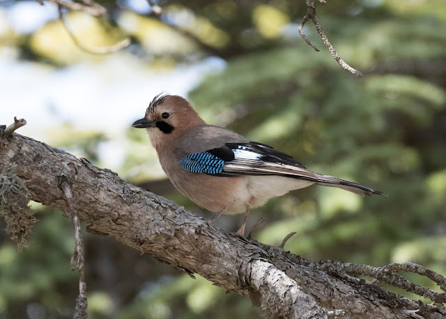 Jay ssp glazneri - Troodos Mountains, Cyprus