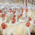 Produce Michoacán 123 mil toneladas de carne de aves