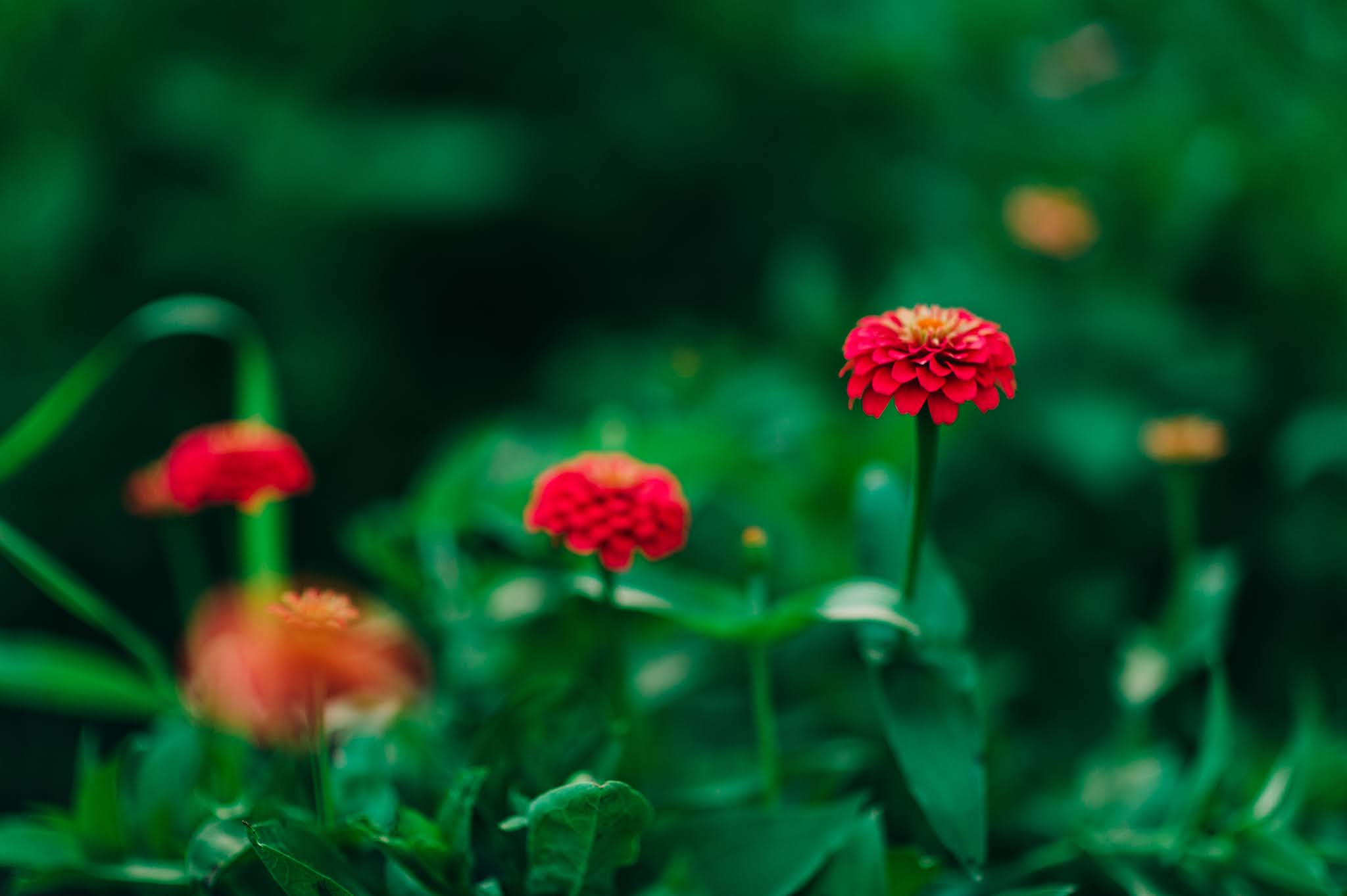 Yoderbilt Zinnias Why You Should Have Zinnias in Your Garden