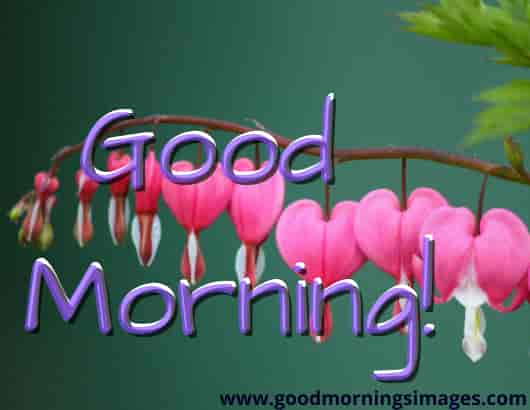 Good Morning Shayari With Images Free Download Good Morning Shayari With Images Free Download