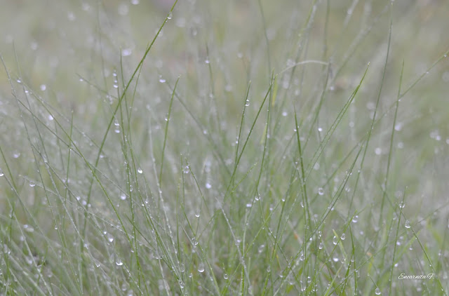 Gotas de lluvia en la hierba / Encarnita Fernández
