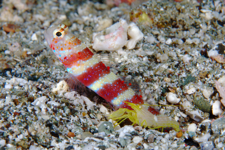 The Symbiotic Relationship Between Gobies and Shrimp PoopyZoo