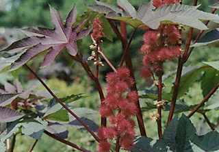 Castor Bean Castor Bean
