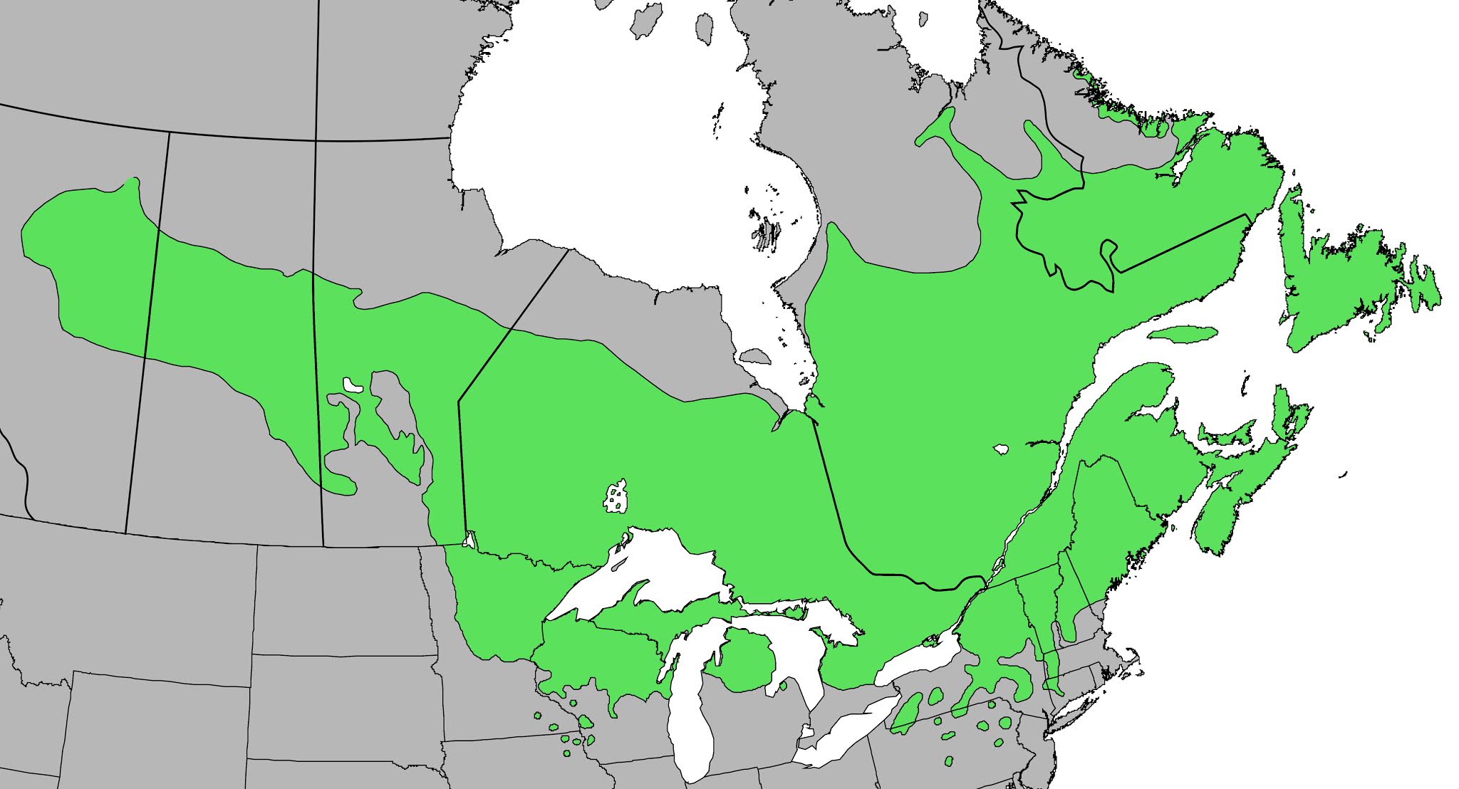 Replant.ca Environmental The Balsam Fir tree (Abies balsamea)