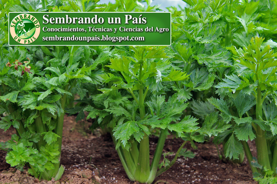 Contenido Nutricional Apio España o Célery (Tabla Nutricional)