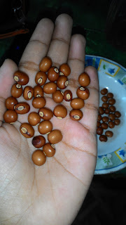 Kelompok Wanita Tani "Kampung Salak": Kegiatan Penanaman ...