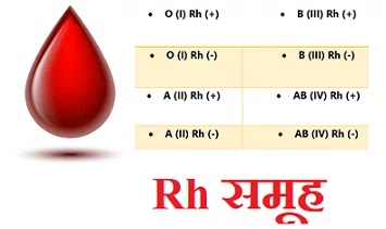 short essay on blood in hindi