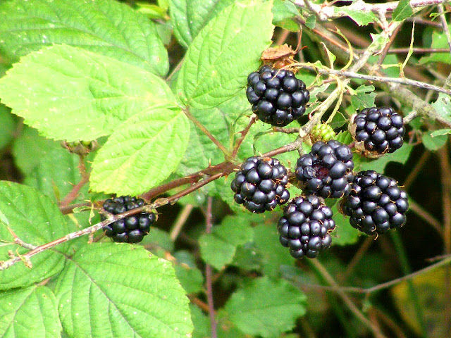 Wild blackberries Rubus fruiticosus complex. Indre et Loire. France. Photo by Loire Valley Time Travel.