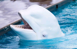 White dolphin spotted swimming with pod off California |interesting news|