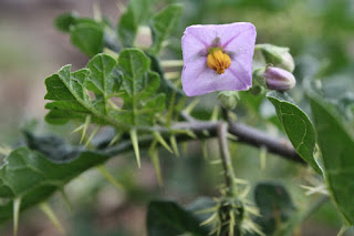 Closeup of flower, leaves, and stem of plant. Flower is pink with four fused petals, forming a square, and has yellow anhers gathered in the center. The leaves are heavily lobed, with long sharp spines protruding from the underside. The stem too is covered in dramatic spines.