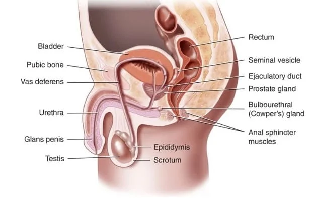 Sistem Reproduksi Pria, Anatomi dan Fisiologi