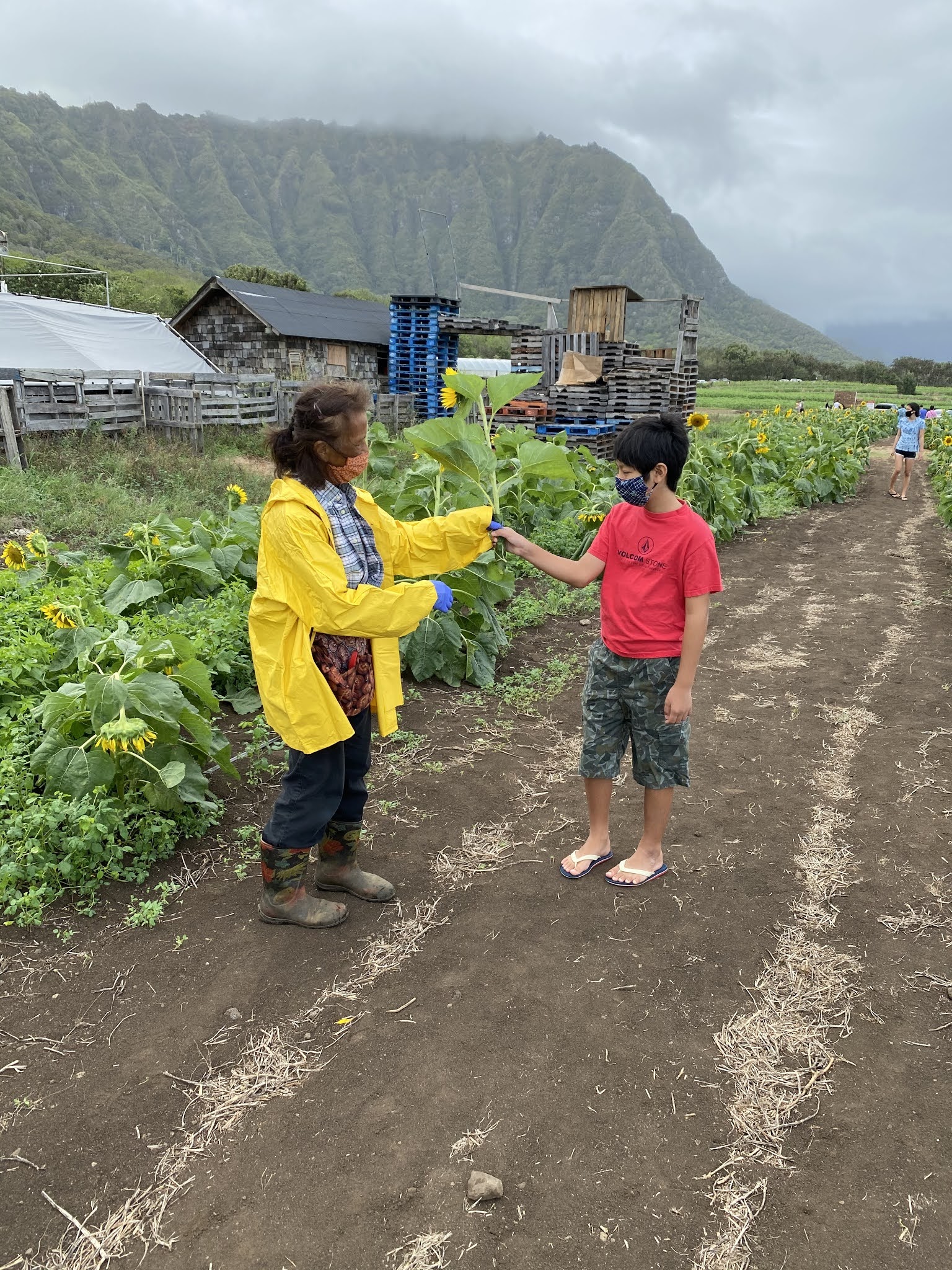 Hawaii Mom Blog Sunflowers at Waimanalo Country Farms