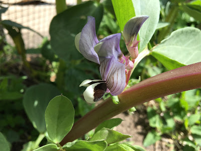 fava bean flower