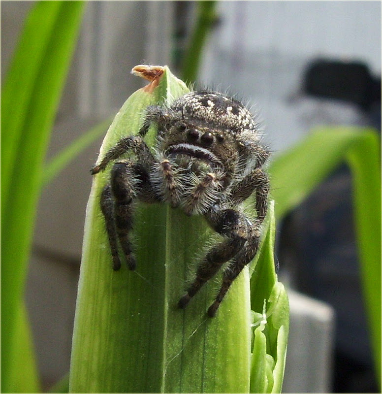 Arachnerds Spiders of New Hampshire