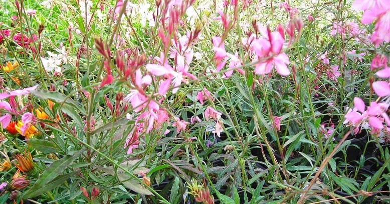 is gaura toxic to dogs