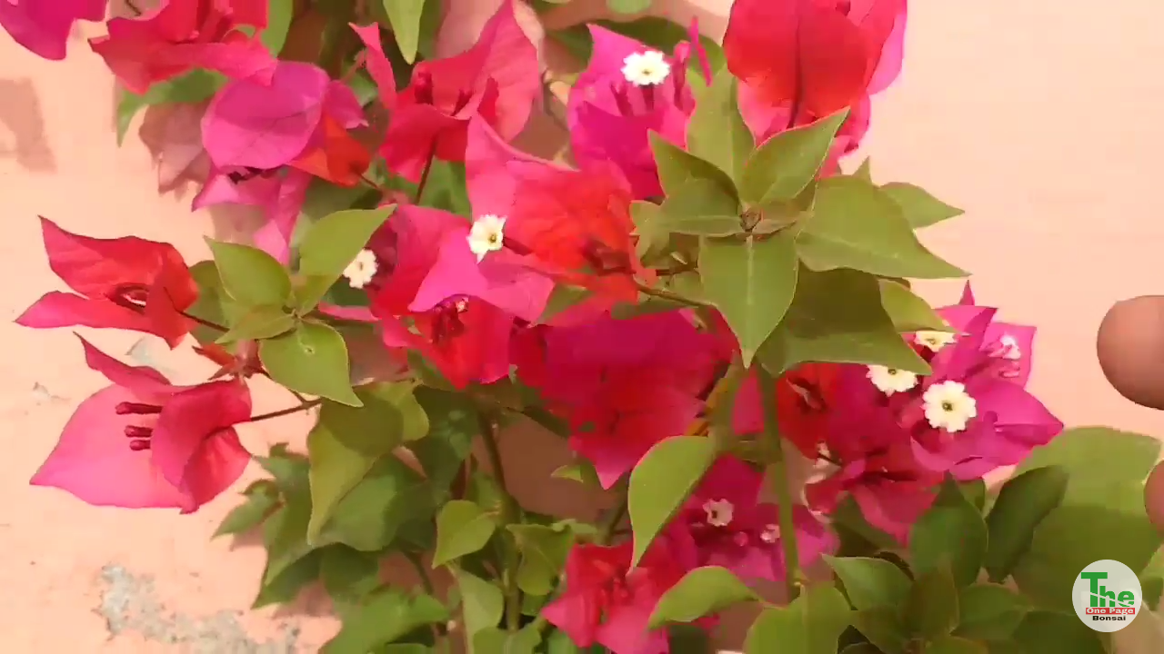 How to make Bougainvillea bloom with pictures
