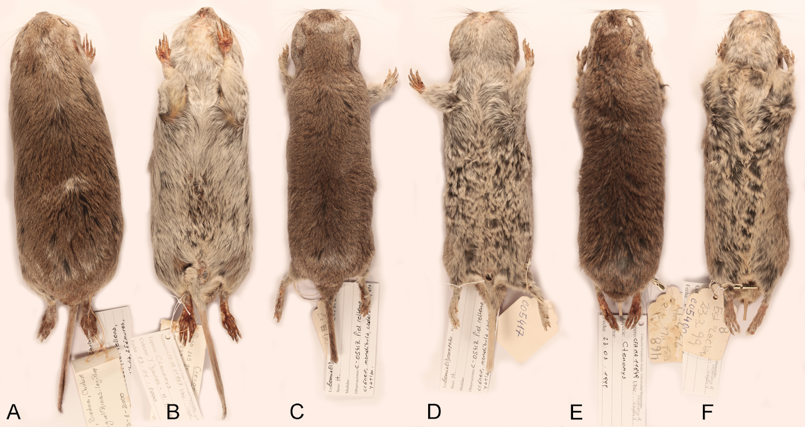 Species New to Science [Mammalogy • 2020] Uncovering the Species