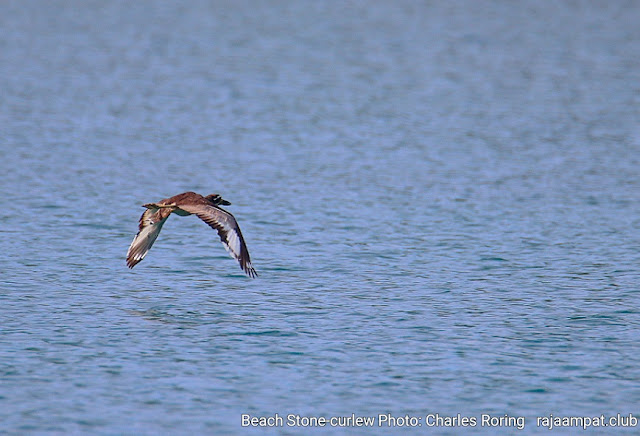 Beach stone curlew was flying off the coast of Waigeo island